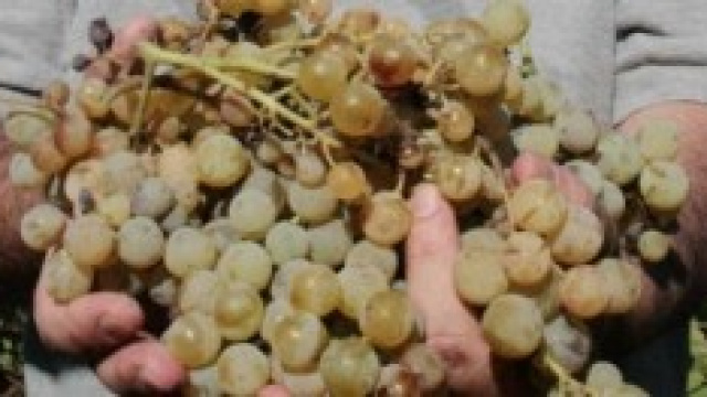 La vendemmia: consigli utili per buona raccolta