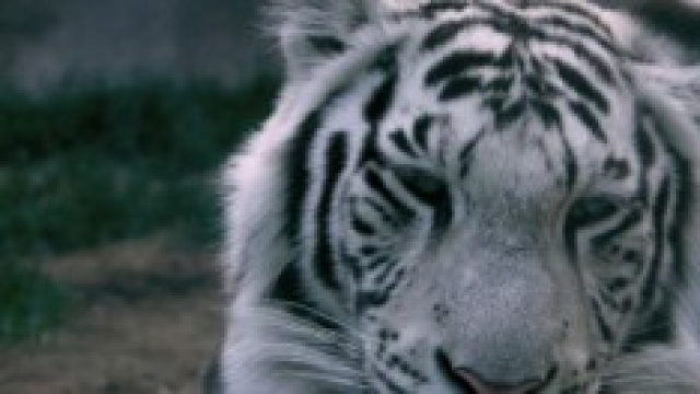 Tigre bianca sbrana un giovane indiano