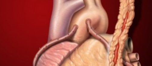 Cora&ccedil;&atilde;o. (Fonte: Wikipedia)