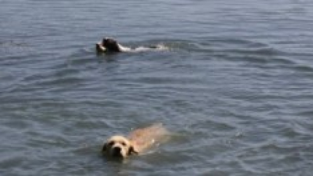Amici a 4 zampe che fanno il bagno
