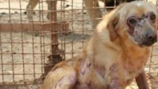 cane maltrattato            