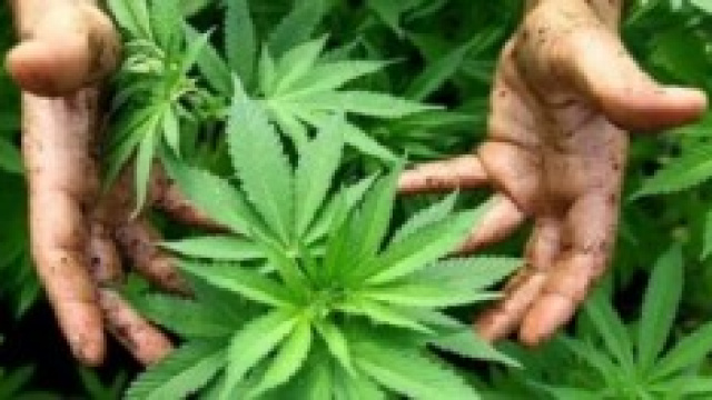 Lo Stato produrr&agrave; marijuana per uso terapeutico