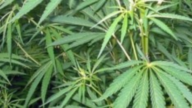 Piante di canapa indiana per uso terapeutico