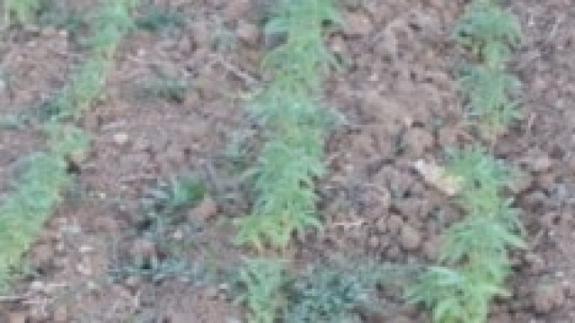 Una coltivazione di marijuana