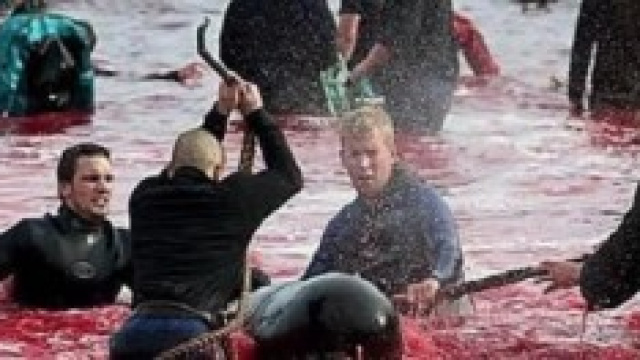 La stage di delfini nella Baia di Taiji