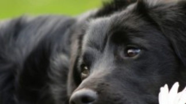 Un cagnolino di adozione in un rifugio 