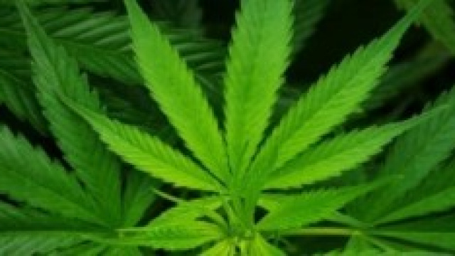 I danni della droga al mondo d'oggi