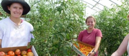 Tomates procedentes de agricultura ecol&oacute;gica