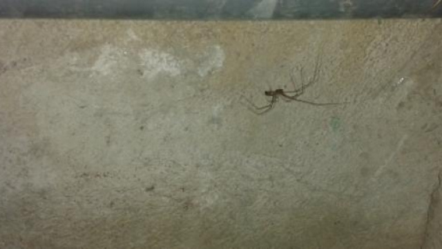 La ragnatela del ragno pu&ograve; fermare un aereo