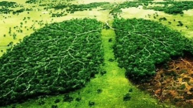 Il Verde &egrave; il polmone della Terra.