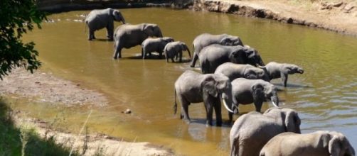 African elephants drinking water 