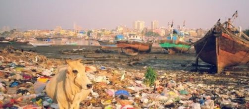 Cow in garbage. Bombay. Antoine Dessart.