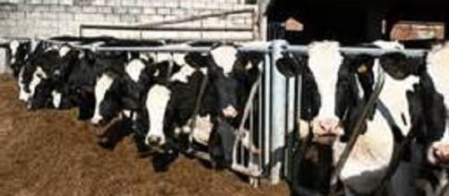 Dairy farmers are being squeezed by milk price war