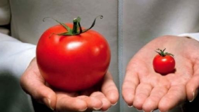 Gli OGM arrivano anche in Europa