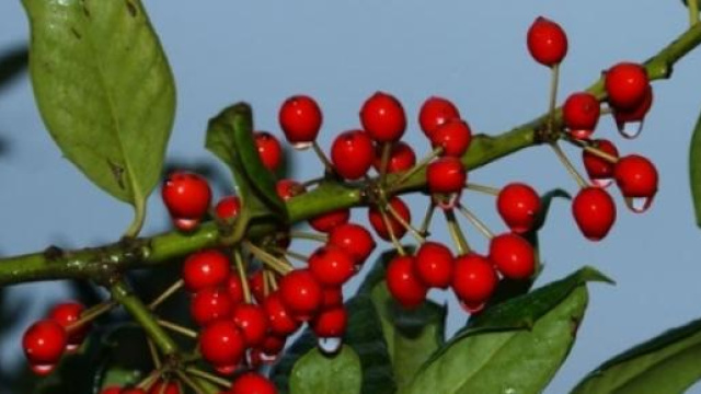 Il pungitopo ha un'azione benefica per il viso