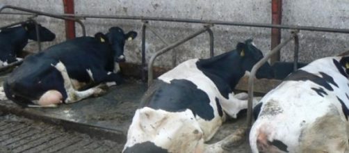 The price of milk.... is the cow