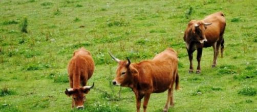 Vacas pastando en un prado