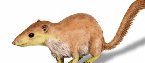 Purgatorius, ancestro de los primates