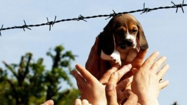 Il blitz del 2012 all'allevamento Green Hill