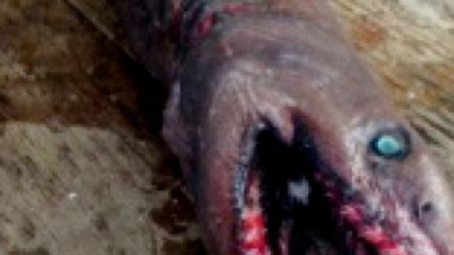 Australia: rinvenuto mostro marino terrificante 