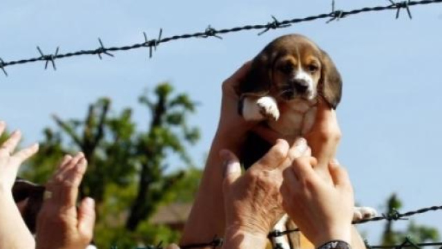 Mani tese verso l'alto.....le mani di tutti.