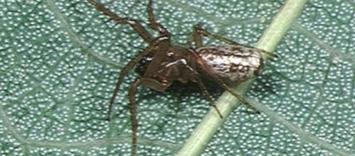  Cyclosa ginnaga (Wikimedia)