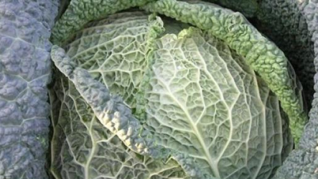 I broccoli e le crucifere hanno virt&ugrave; antitumorali