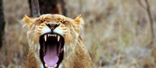 Hist&oacute;ria de amizade entre leoa e seu amigo humano