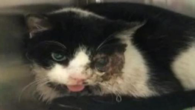 Bart, il gatto riapparso dopo 5 giorni