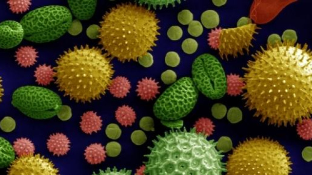 In foto: pollini di girasole visti al microscopio