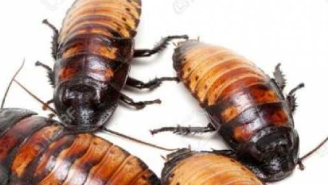 Vengono dal Madagascar gli scarafaggi sibilanti.