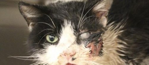 O gato reagiu bem aos procedimentos cir&uacute;rgicos