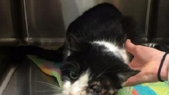 Il malconcio gatto Bart, resuscita dopo 5 giorni