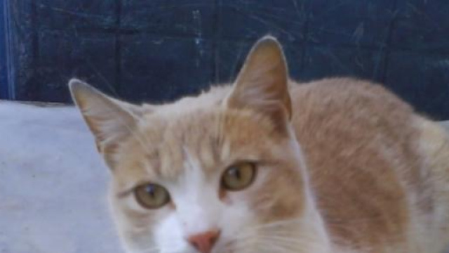 il gatto un amore incondizionato