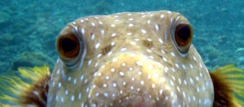 make glamour out of 40kgs of discarded skin!