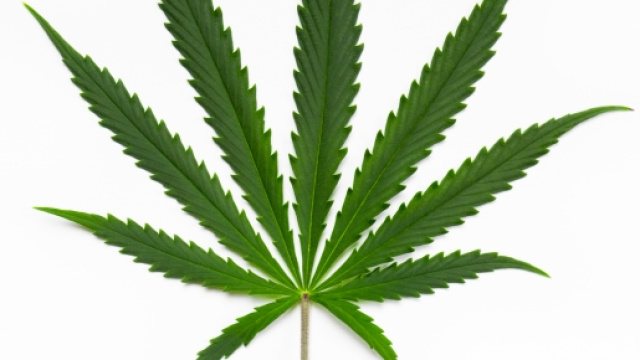 Cannabis sativa, pianta dai molteplici utilizzi