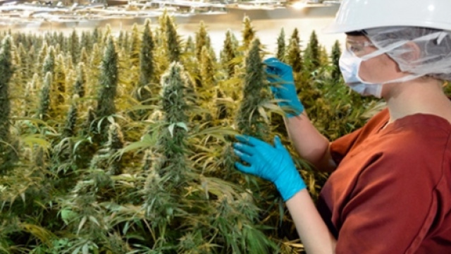 La coltivazione della marijuana