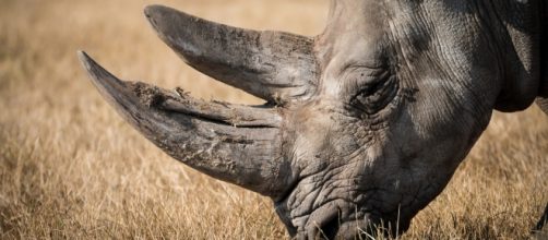 Image source Pixabay commons no attrition