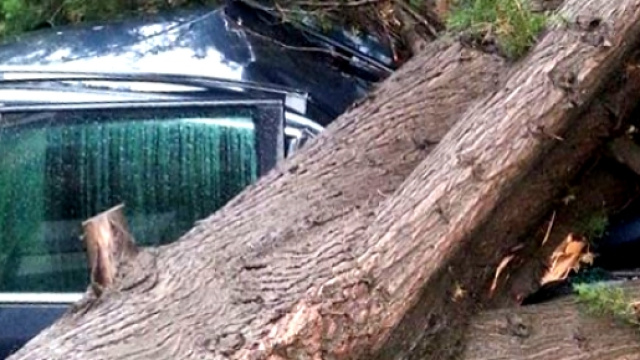 Caltanissetta, albero abbattutosi su un'auto