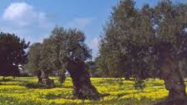 Gli ulivi del Salento continuano a produrre olio.