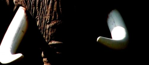 Image courtesy of Frank Flowers. African elephant