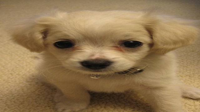 Il cane, il miglior amico dell'uomo