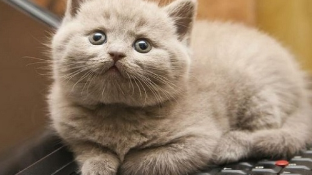 Nuovo software 'anti gatto sul pc'.