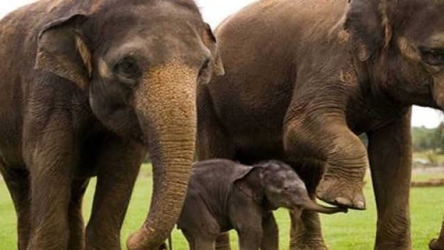 DNA elefante lotta contro cancro