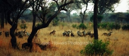 Image By Jane Flowers. Vultures