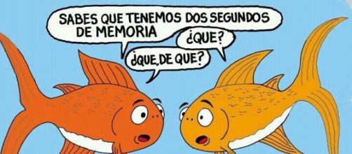 Broma sobre la supuesta poca memoria de los peces
