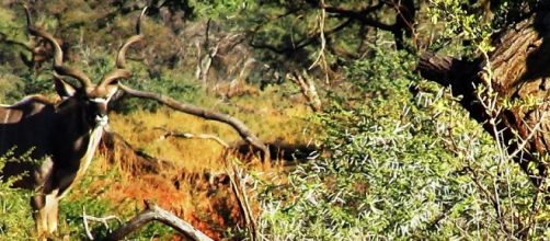 J.Flowers. Kudu antelope in Acacia Woodland