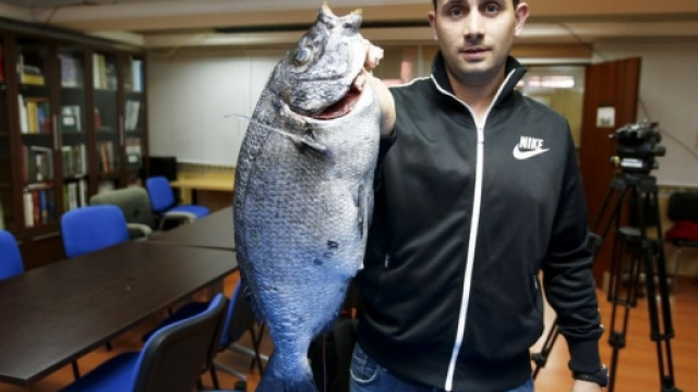 Il sarago pi&ugrave; grande mai pescato. Sei kg!