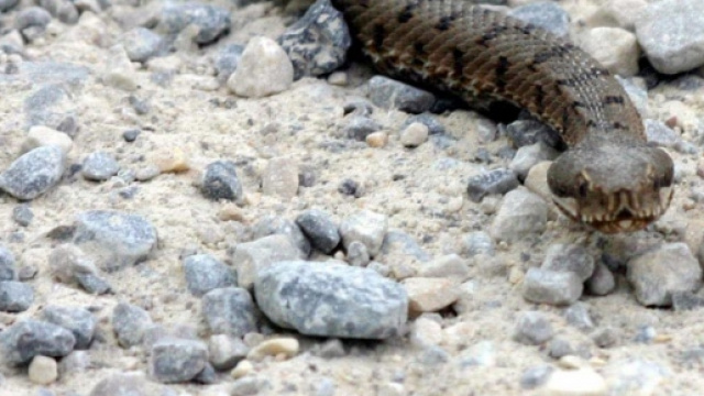 Una classica vipera che avanza