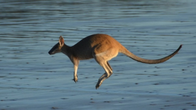 Il ddl Boschi passa grazie all'emendamento canguro